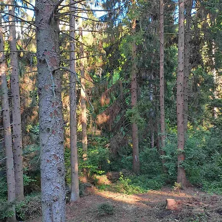 Forest Dom wakacyjny